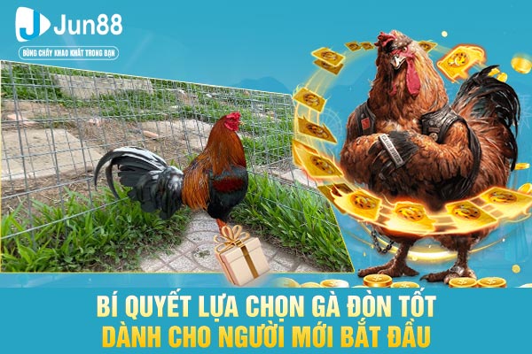 Bí quyết lựa chọn gà đòn tốt dành cho người mới bắt đầu