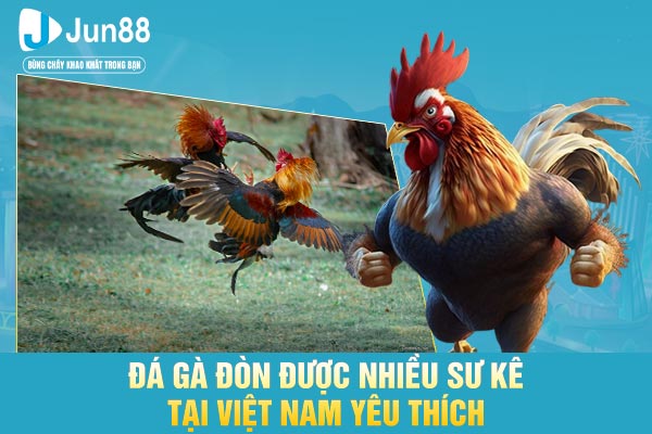 Đá gà đòn được nhiều sư kê tại Việt Nam yêu thích