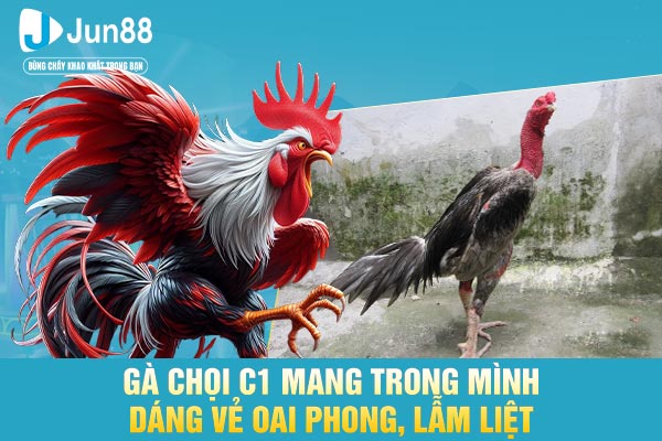 Gà chọi C1 mang trong mình dáng vẻ oai phong, lẫm liệt