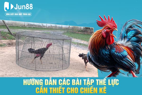 Hướng dẫn các bài tập thể lực cần thiết cho chiến kê