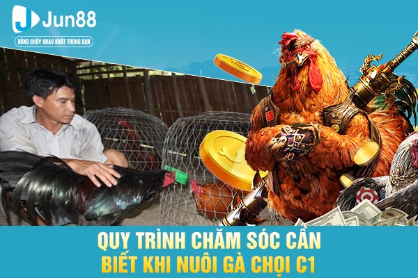 Quy trình chăm sóc cần biết khi nuôi gà chọi C1
