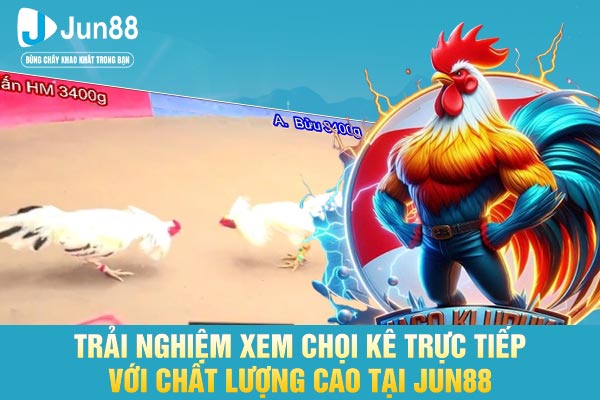Trải nghiệm xem chọi kê trực tiếp với chất lượng cao tại JUN88